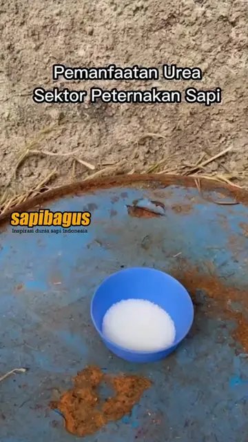 Pemanfaatan-Urea-Sektor-Peternakan-Sapi